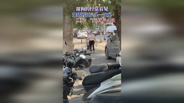 新澳门彩最快开奖记录和男子街头遛猪引围观与男子被当街遛狗